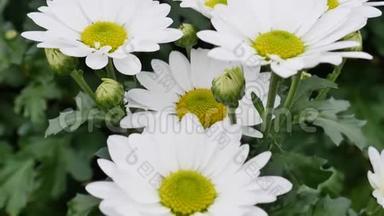 三月八日出售的白菊花